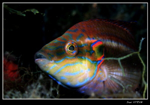 Male Ocellated Wrasse - building a nest by Daniel Strub 